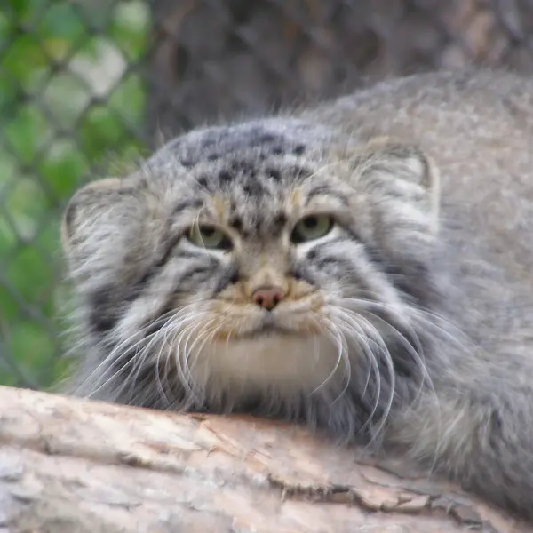 A photograph of Zelenogorsk in Novosibirsk Zoo