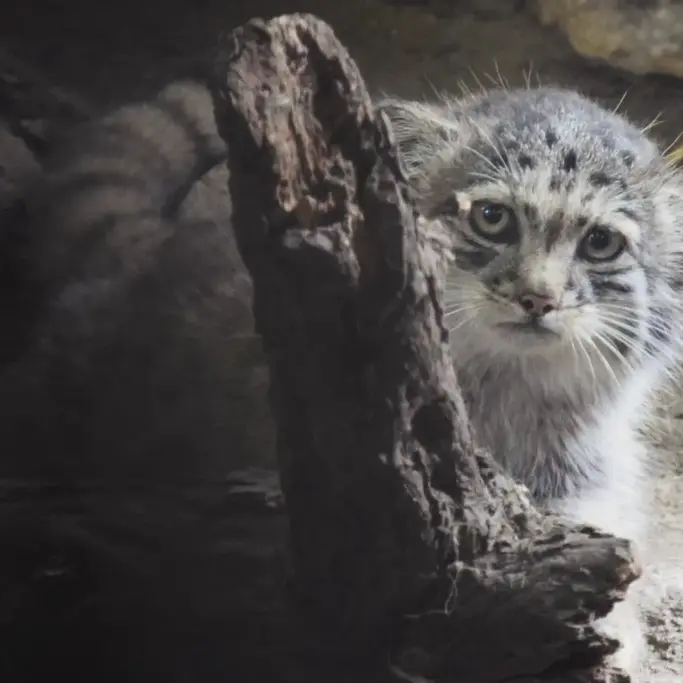 A photograph of Boris Ⅱ in Budapest Zoo & Botanical Garden