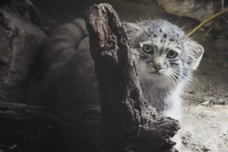 A photograph of Son of Lucy b. 2026 in Budapest Zoo & Botanical Garden