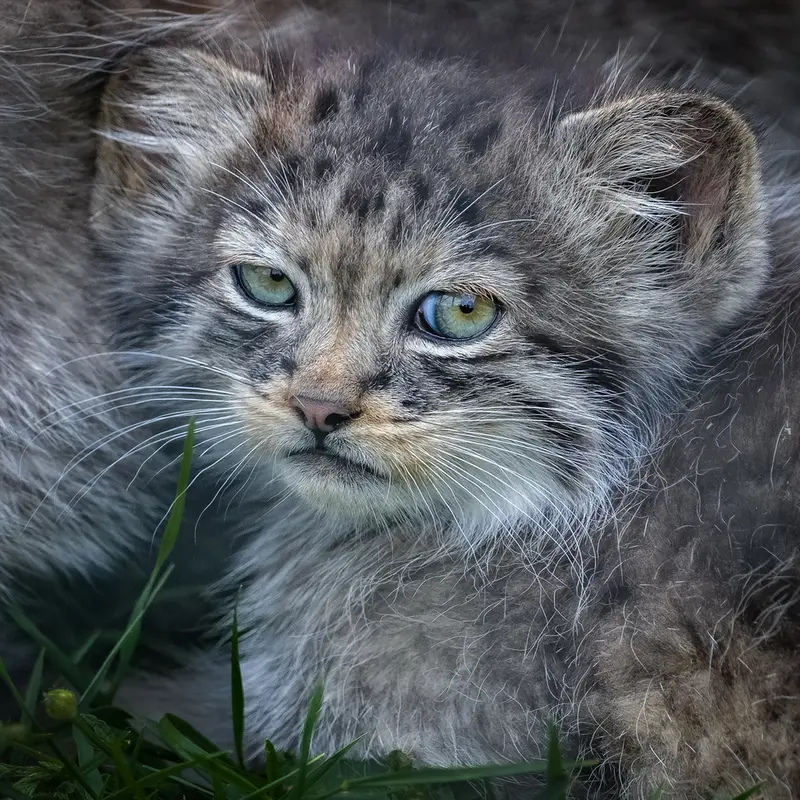 A photograph of a Pallas's cat in Port Lympne Wild Animal Park