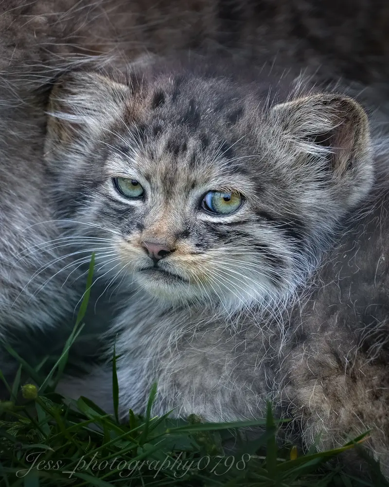 A photograph of a Pallas's cat in Port Lympne Wild Animal Park