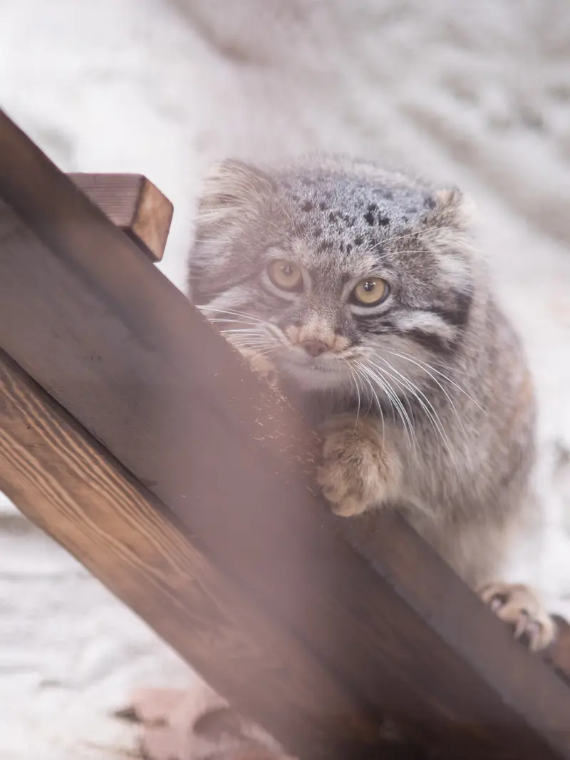 A photograph of Figa in Nogeyama Zoo