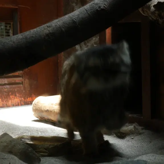 A photograph of a Pallas's cat in Ueno Zoological Gardens