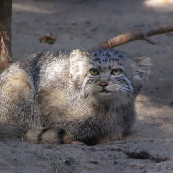 A photograph of a Pallas's cat in Novosibirsk Zoo