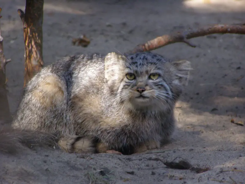 A photograph of a Pallas's cat in Novosibirsk Zoo