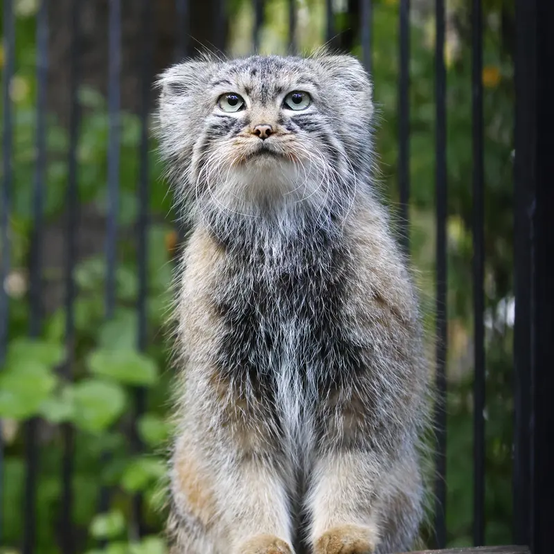A photograph of Gabi in Novosibirsk Zoo
