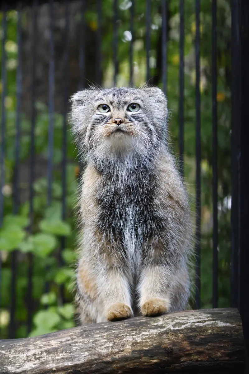 A photograph of Gabi in Novosibirsk Zoo