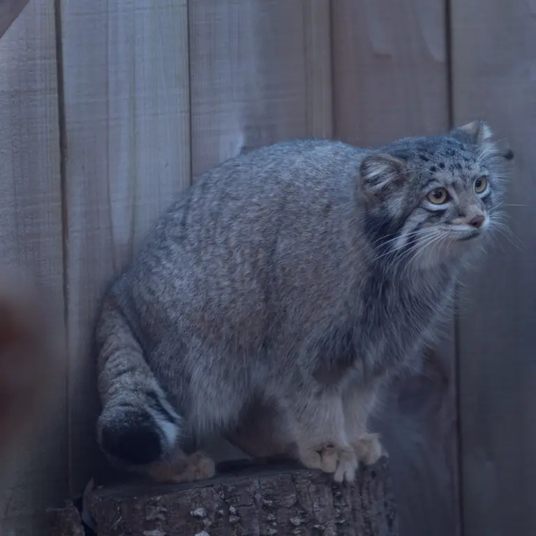 A photograph of Oto in Saitama Children's Zoo