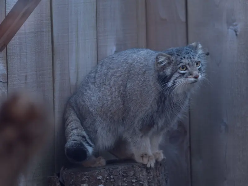 A photograph of Oto in Saitama Children's Zoo