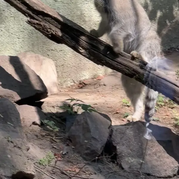 A photograph of a Pallas's cat in Budapest Zoo & Botanical Garden