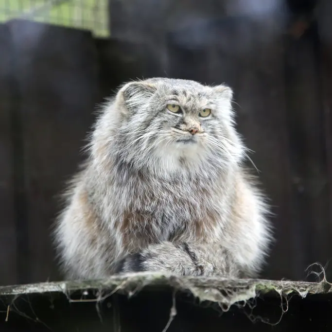 A photograph of Aysen in Košice Zoo