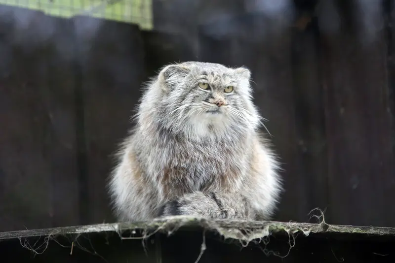 A photograph of Aysen in Košice Zoo