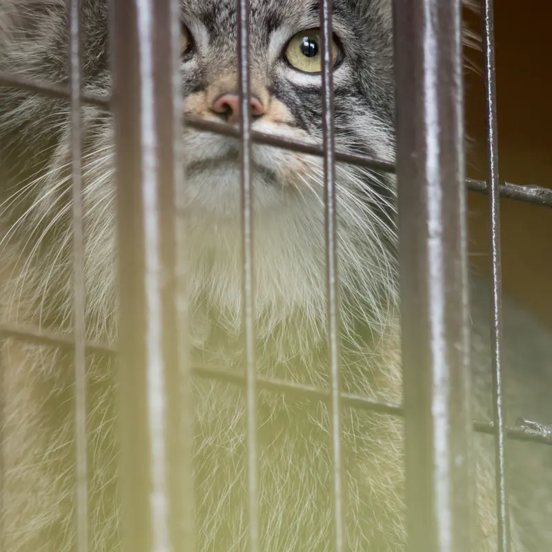 A photograph of Figa in Nogeyama Zoo