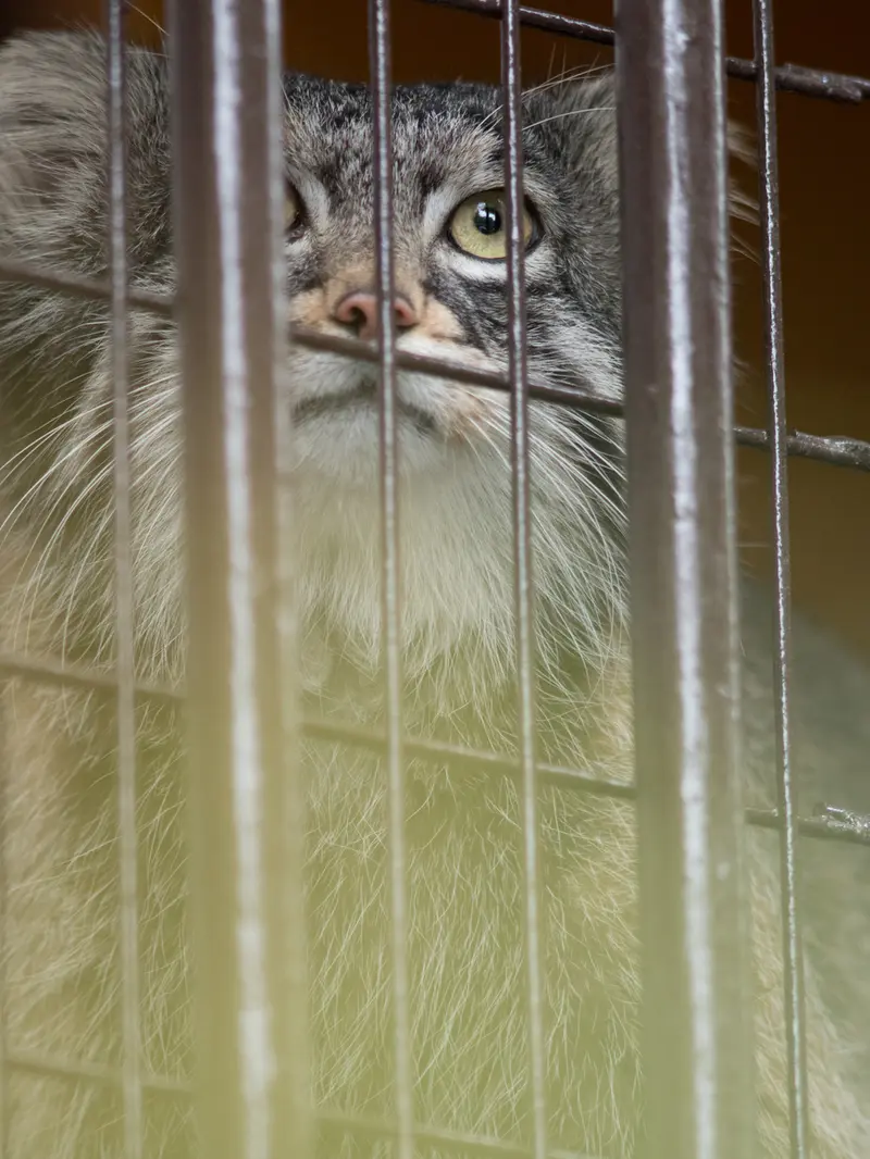A photograph of Figa in Nogeyama Zoo