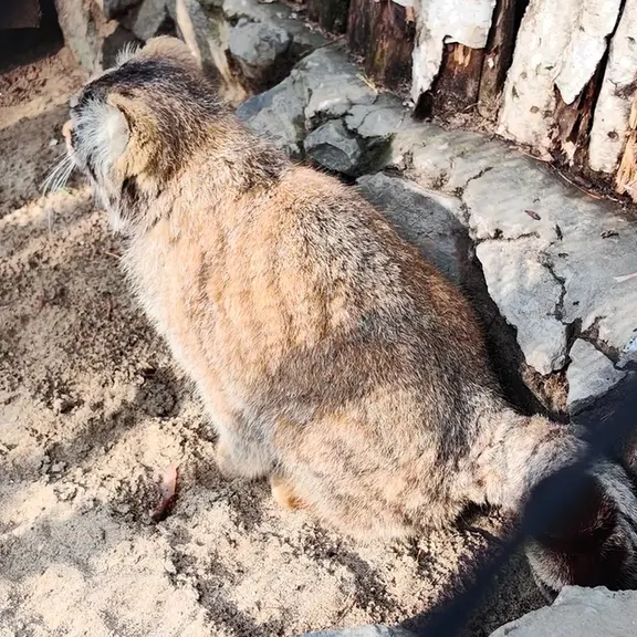 A photograph of a Pallas's cat in Novosibirsk Zoo