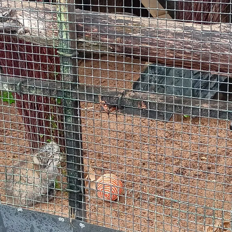 A photograph of a Pallas's cat