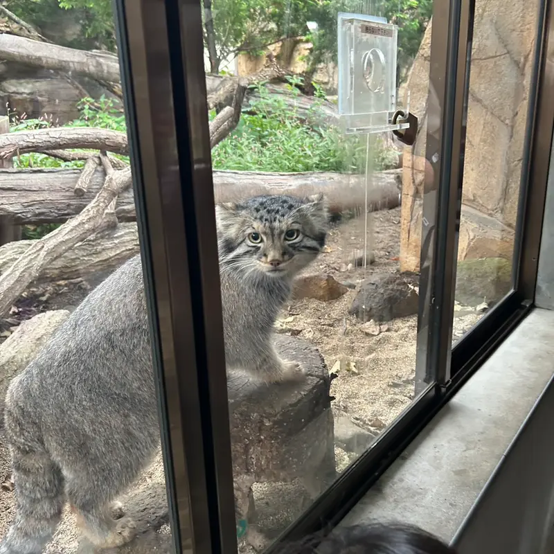 A photograph of a Pallas's cat in Nasu Animal Kingdom