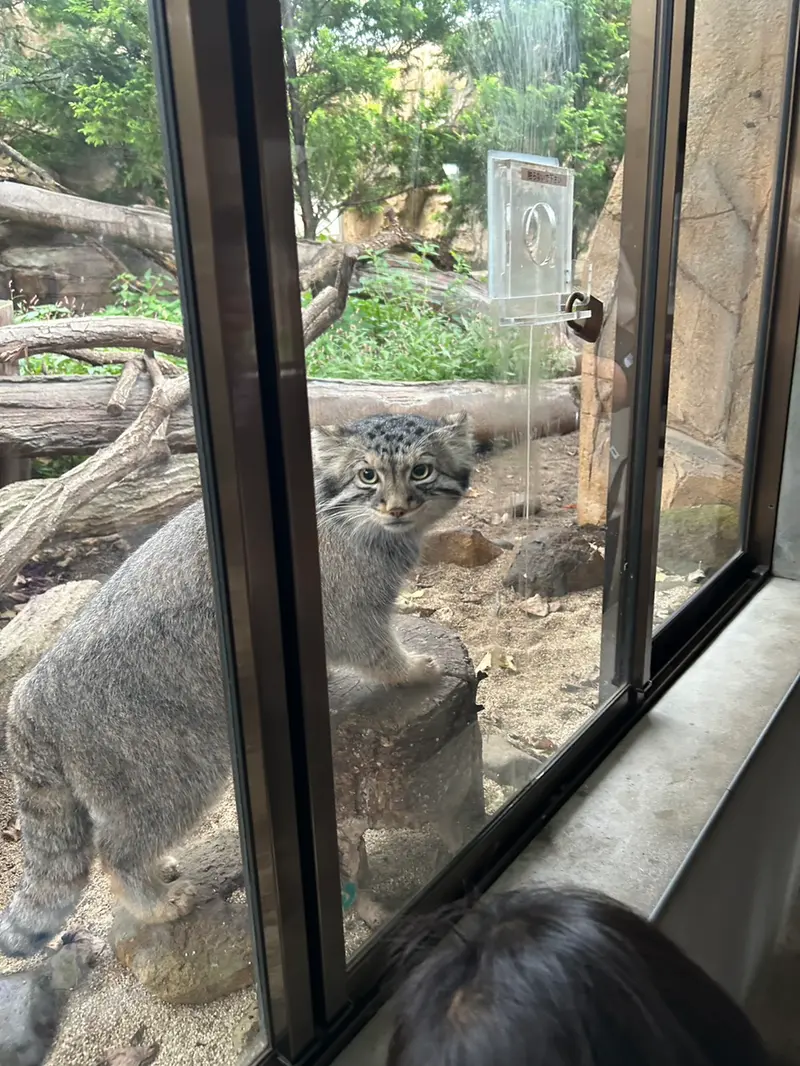 A photograph of a Pallas's cat in Nasu Animal Kingdom