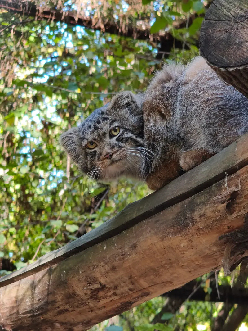 A photograph of a Pallas's cat in Novosibirsk Zoo