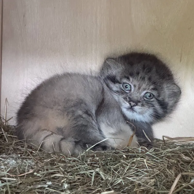 A photograph of a Pallas's cat in Leningrad zoo