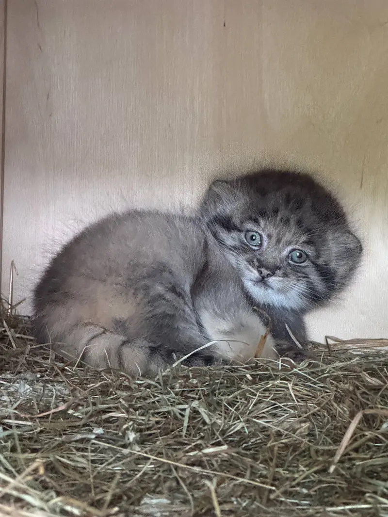 A photograph of a Pallas's cat in Leningrad zoo