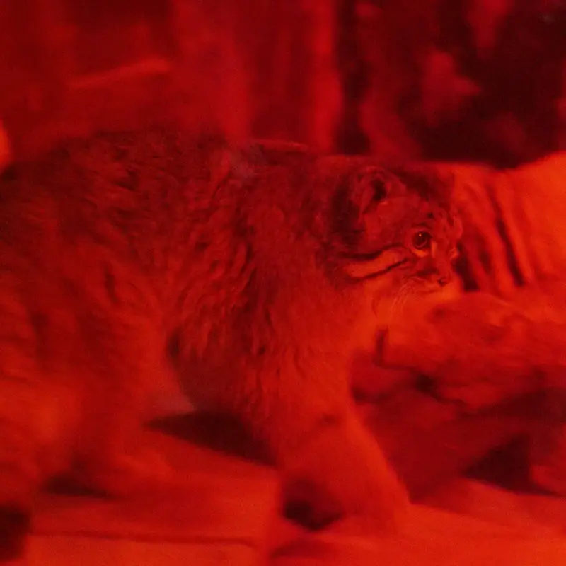 A photograph of Naim in Ueno Zoological Gardens