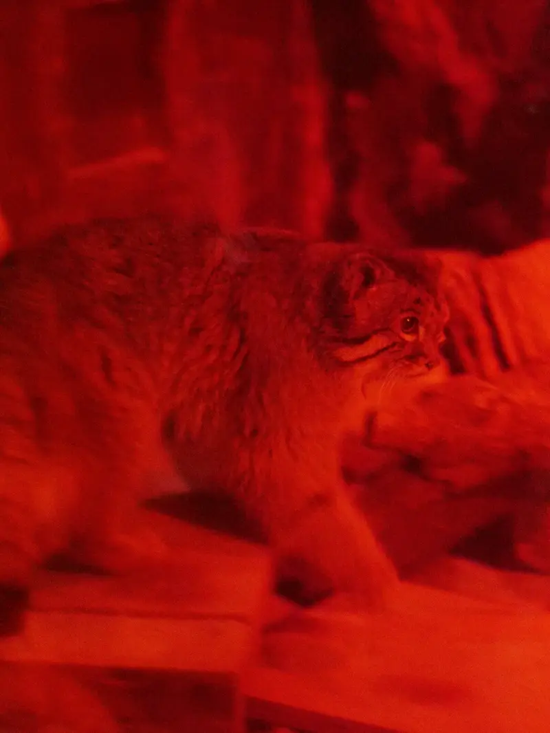 A photograph of Naim in Ueno Zoological Gardens