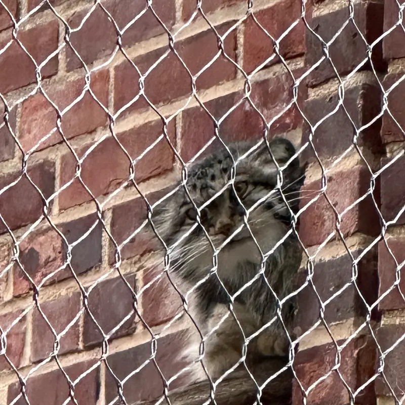 A photograph of a Pallas&#039;s cat in Prospect Park Zoo