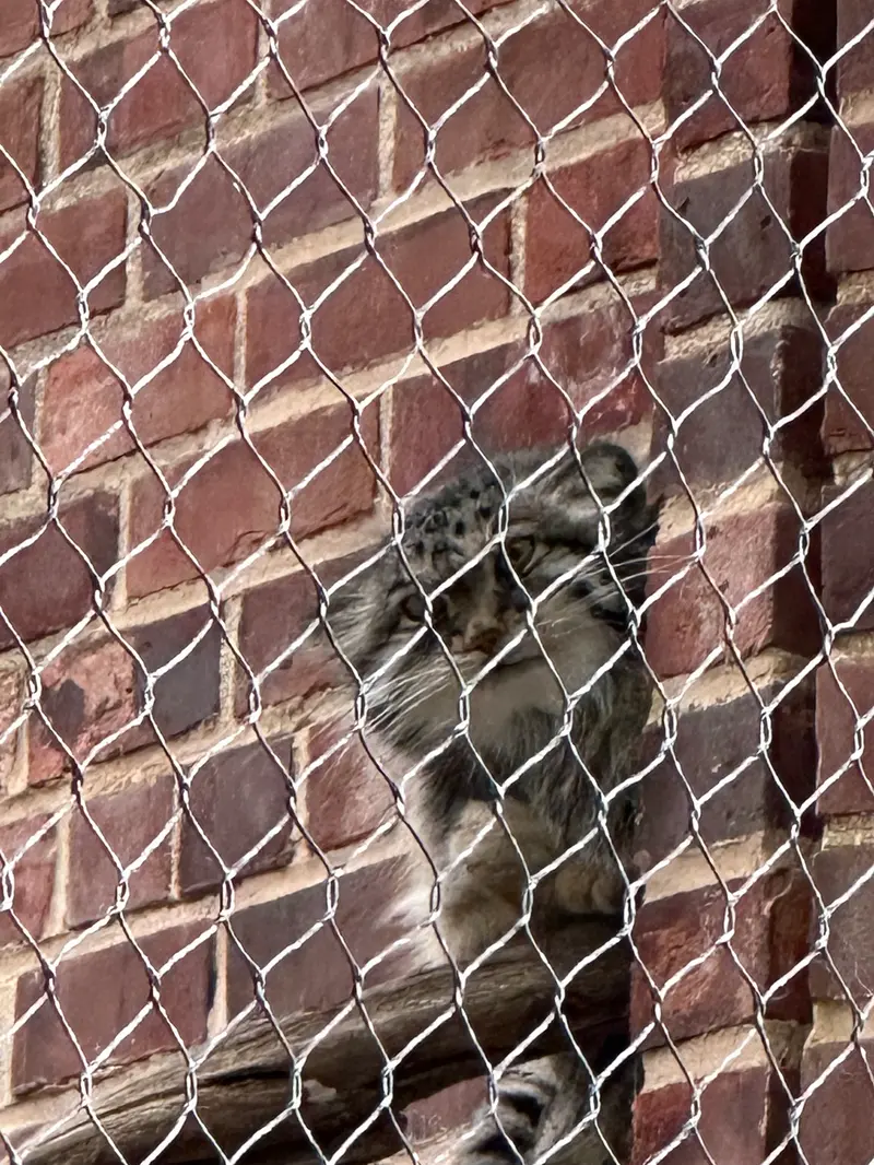 A photograph of a Pallas&#039;s cat in Prospect Park Zoo