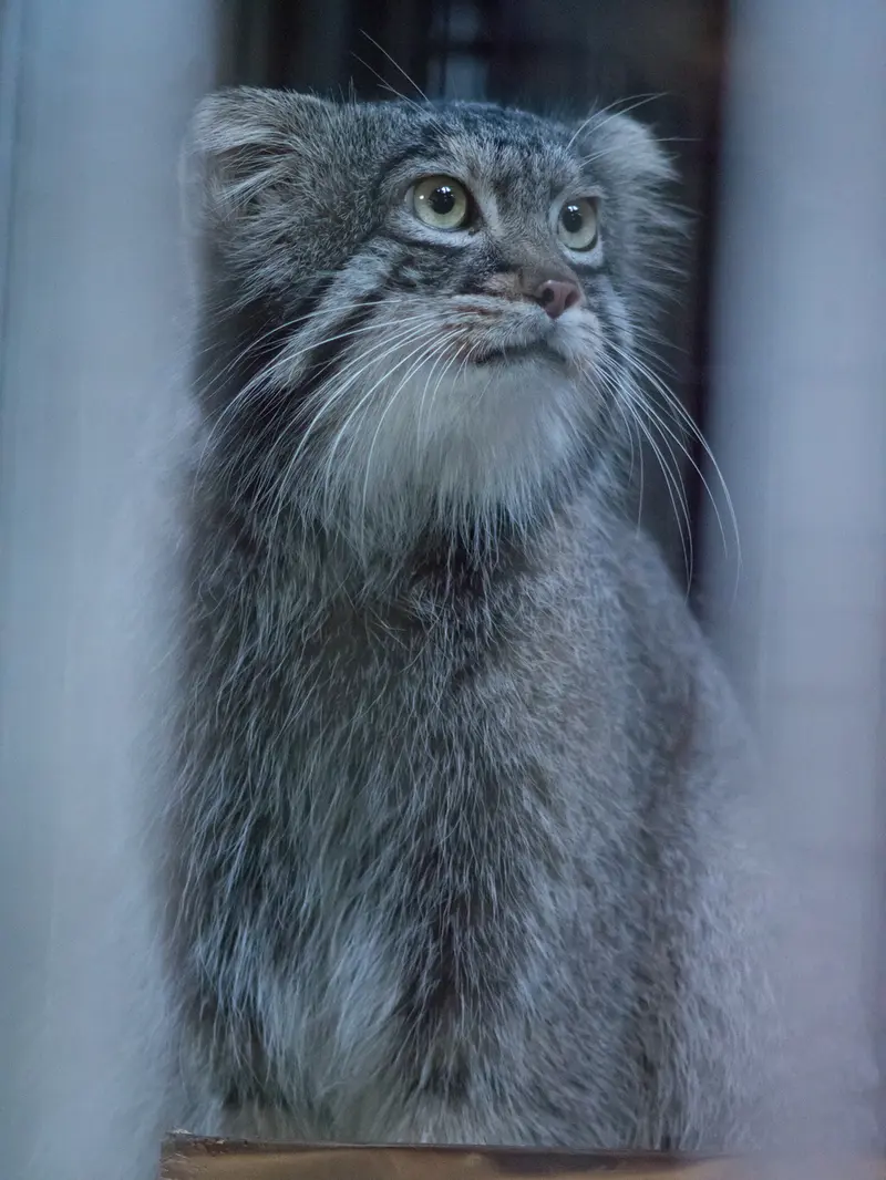 A photograph of Figa in Nogeyama Zoo