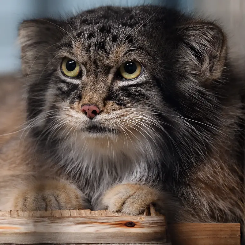 A photograph of Iris in Kobe Oji Zoo