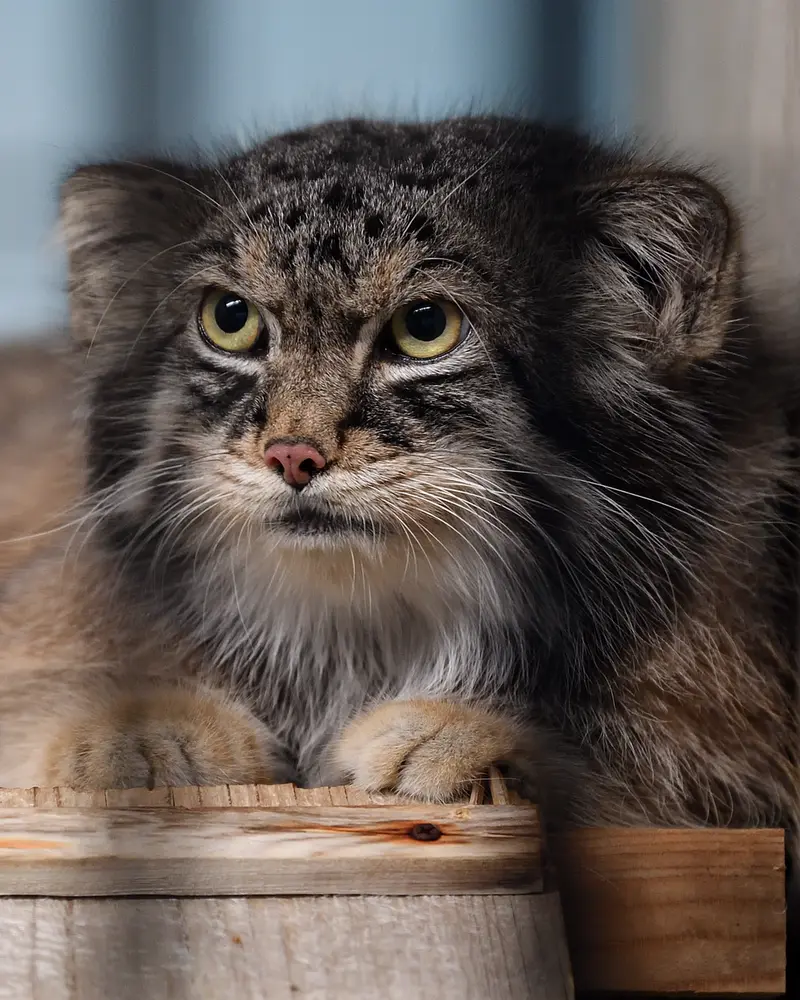 A photograph of Iris in Kobe Oji Zoo