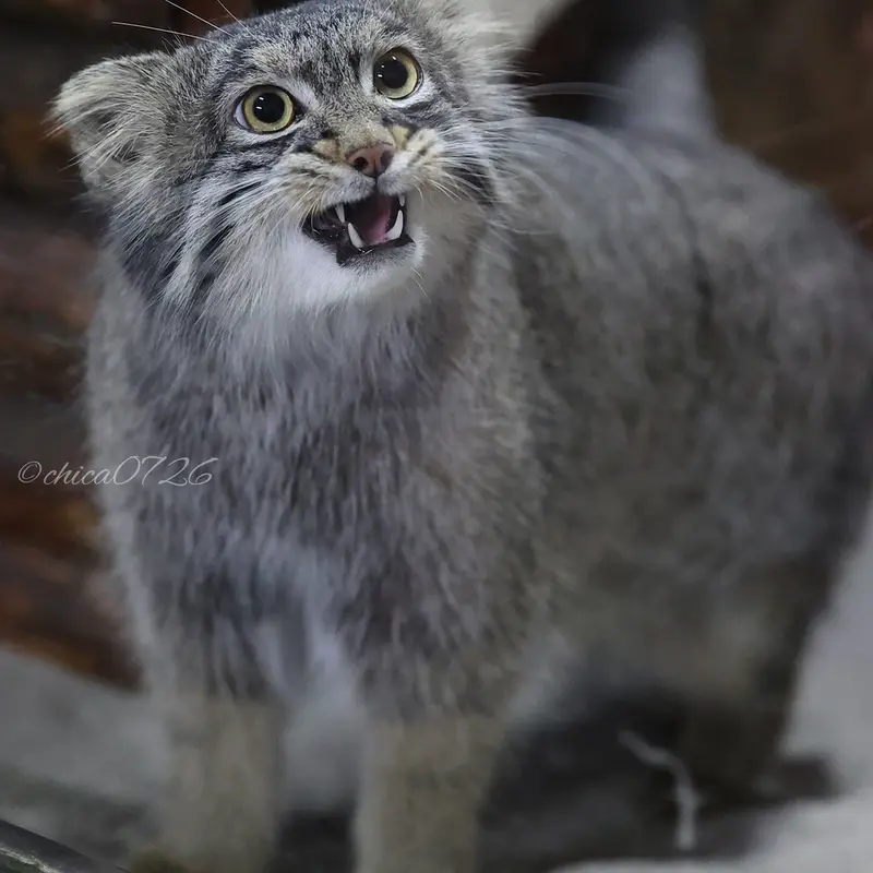A photograph of Figa in Ueno Zoological Gardens