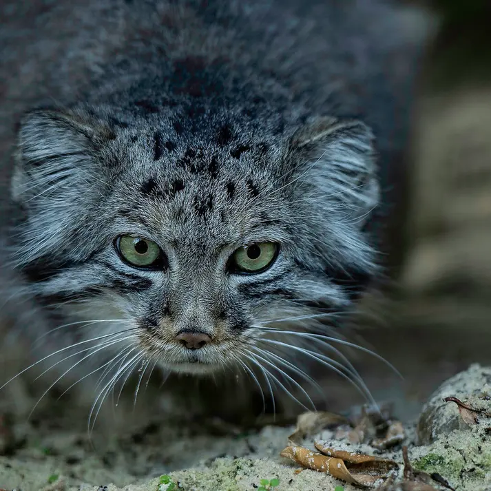 A photograph of Jethro in The Big Cat Sanctuary