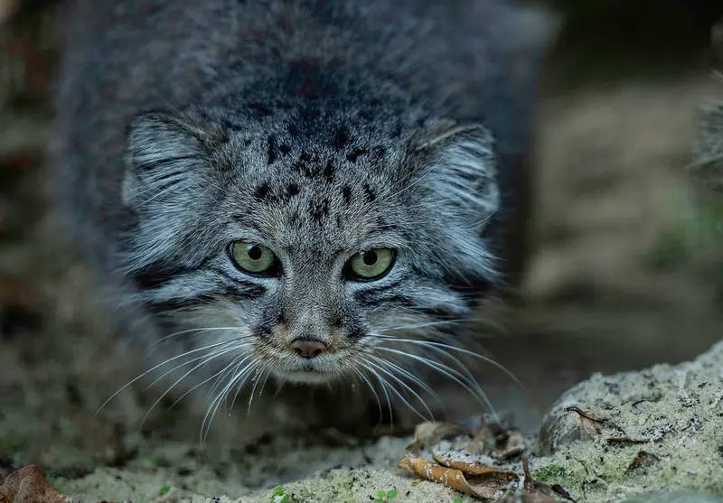 A photograph of Jethro in The Big Cat Sanctuary