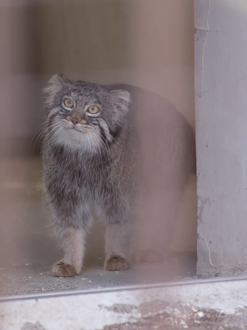 A photograph of Figa in Nogeyama Zoo
