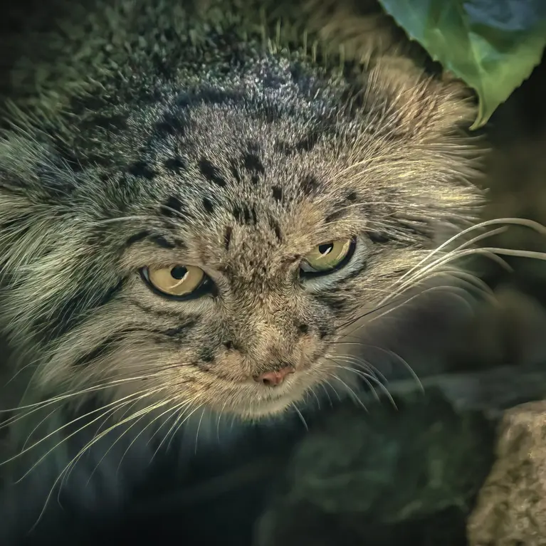 A photograph of Qara in The Big Cat Sanctuary