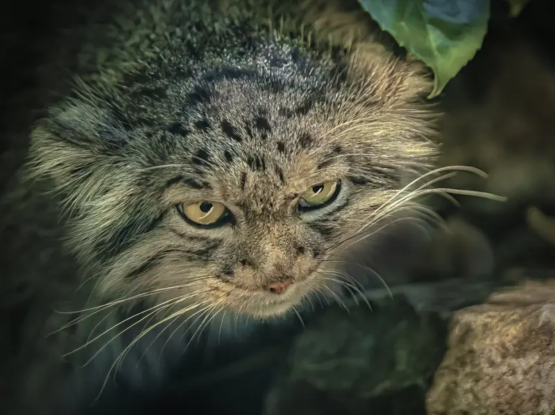 A photograph of Qara in The Big Cat Sanctuary