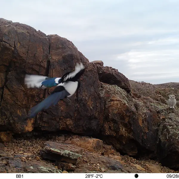 A photograph of Little Owl and Common magpie from Aktas-Kunkora camera trap