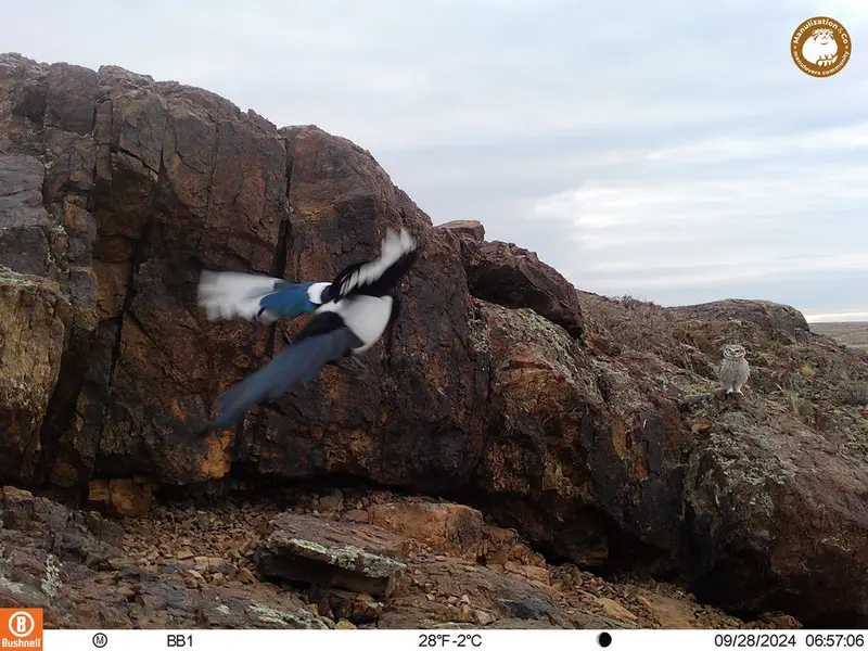 A photograph of Little Owl and Common magpie from Aktas-Kunkora camera trap