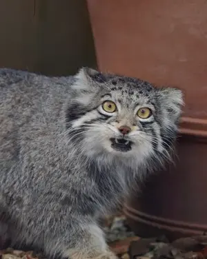 A photograph of Oto in Saitama Children's Zoo