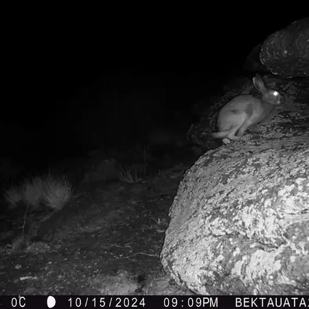 A photograph of European hare from Bektauata 2 camera trap