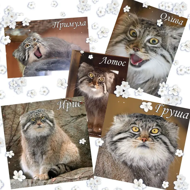 A photograph of a Pallas's cat