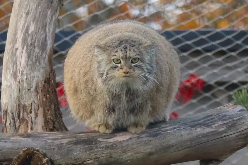 A photograph of a Pallas's cat