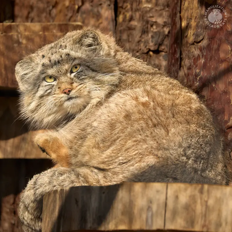 A photograph of Shu in Leningrad zoo