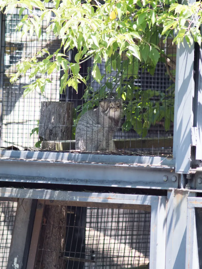 A photograph of Hide in Asahiyama Zoo