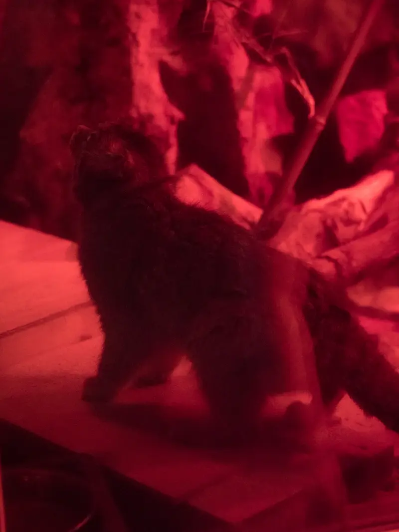 A photograph of Naim in Ueno Zoological Gardens