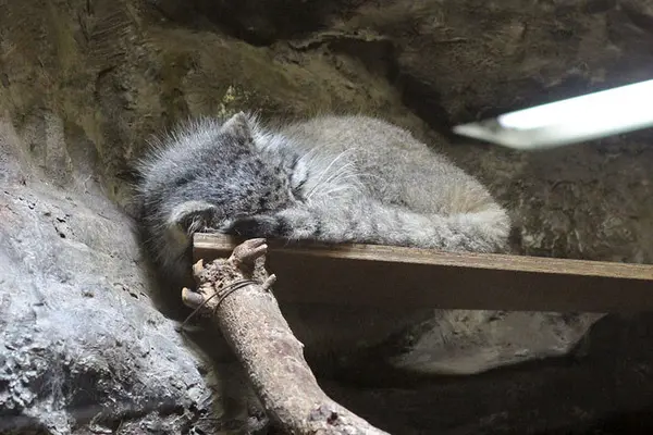 A photograph of Yus in Ueno Zoological Gardens