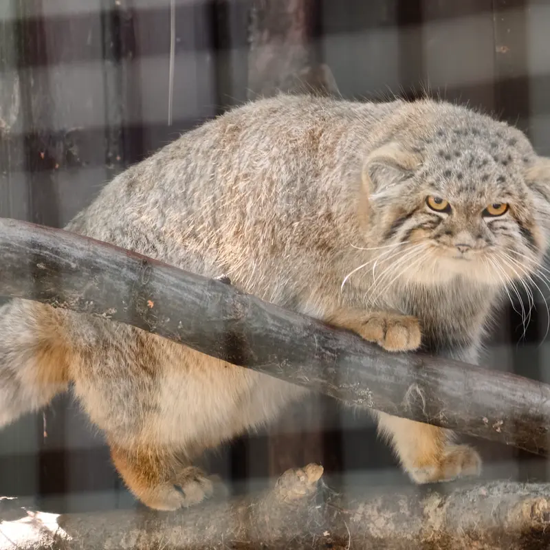 A photograph of Kitten of Alani b.2026 Ⅰ in Košice Zoo