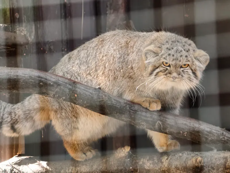 A photograph of Kitten of Alani b.2026 Ⅰ in Košice Zoo